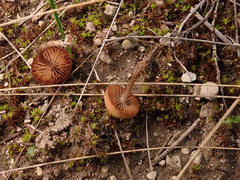 Deconica