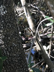 Nerodia clarkii compressicauda