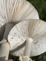 Amanita multisquamosa