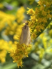 Nomophila nearctica