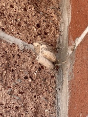 Sceliphron caementarium