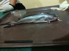 Siluriformes