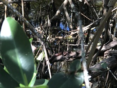 Nerodia clarkii compressicauda