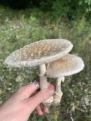 Amanita multisquamosa