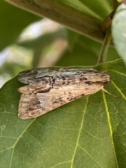 Melipotis acontioides