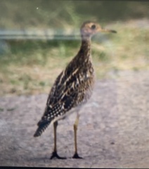 Bartramia longicauda