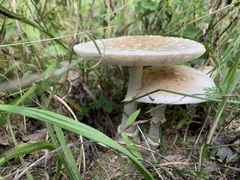 Amanita multisquamosa