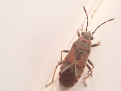 Arocatus melanocephalus