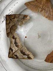 Erannis defoliaria