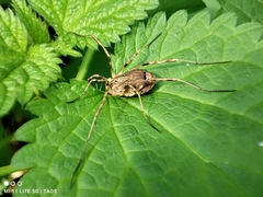 Odiellus spinosus