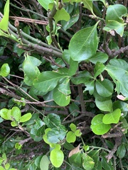 Euonymus japonicus