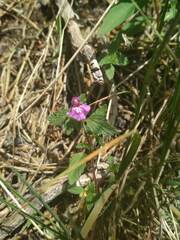 Galeopsis angustifolia