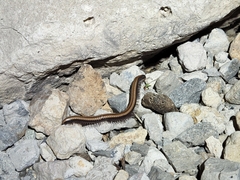 Californiulus