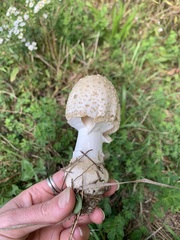 Amanita multisquamosa
