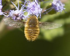 Bombyliini