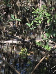 Nerodia clarkii compressicauda