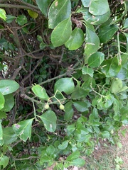 Euonymus japonicus