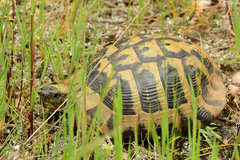 Testudo hermanni