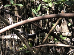 Nerodia clarkii compressicauda