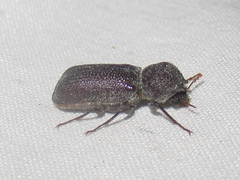 Apatides fortis