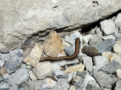 Californiulus