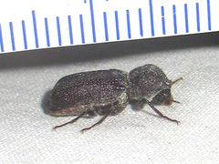 Apatides fortis