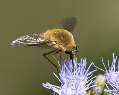 Bombyliini
