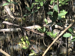 Nerodia clarkii compressicauda