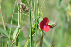 Lathyrus cicera