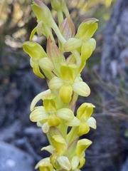Disa comosa