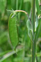 Lathyrus cicera