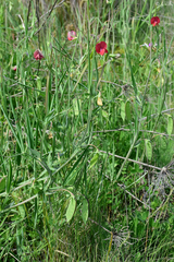 Lathyrus cicera