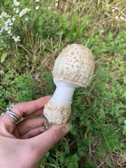 Amanita multisquamosa