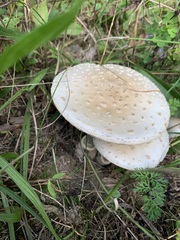 Amanita multisquamosa