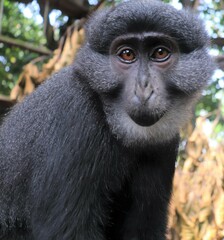 Allochrocebus preussi