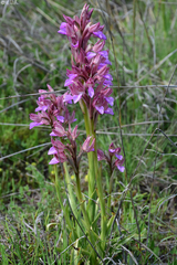 Anacamptis papilionacea