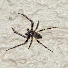 Larinioides sclopetarius
