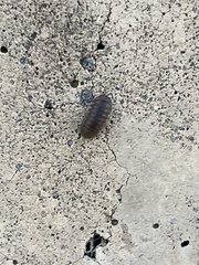 Armadillidium nasatum
