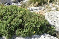 Hypericum balearicum