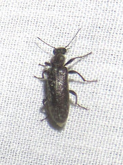 Duboisius