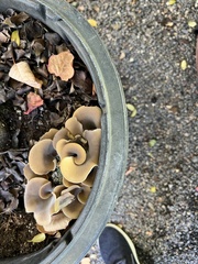 Hohenbuehelia tremula