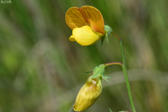 Lathyrus annuus