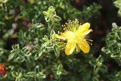 Hypericum balearicum