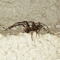 Larinioides sclopetarius