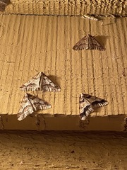 Erannis defoliaria