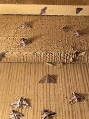 Erannis defoliaria