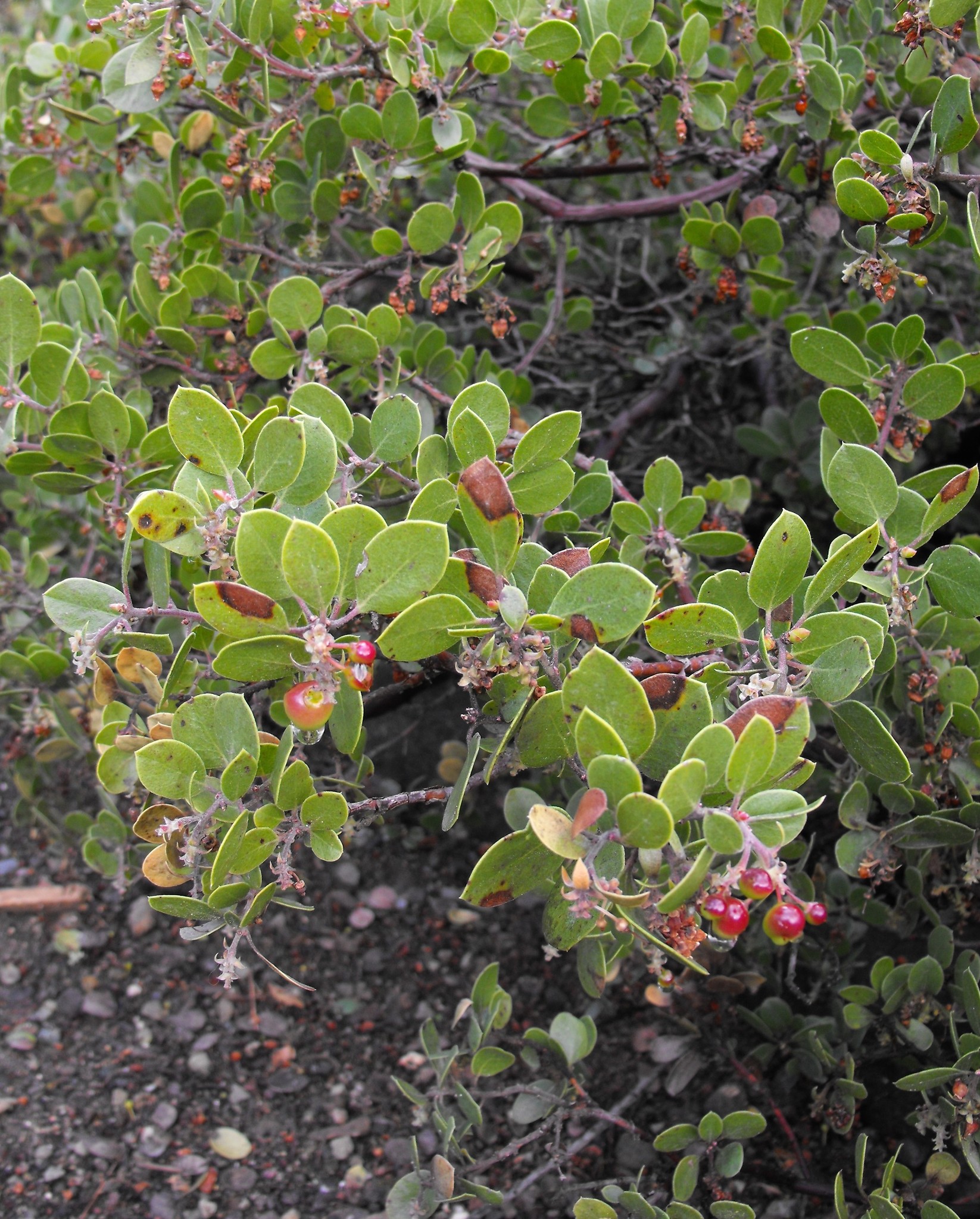 Arctostaphylos rudis