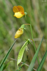Lathyrus annuus