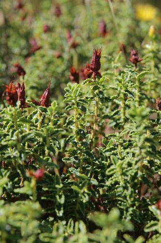 Image of Hypericum balearicum by (c) Olivier Argagnon, some rights reserved (CC BY)