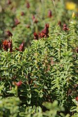 Hypericum balearicum